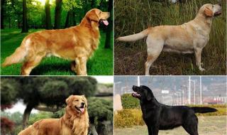 金毛犬和拉布拉多犬有什么区别 金毛和拉布拉多